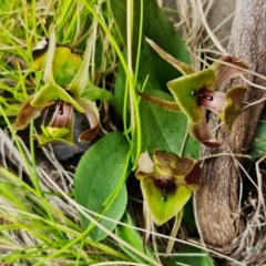 Chiloglottis valida at Cotter River, ACT - suppressed