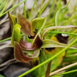 Chiloglottis valida at Cotter River, ACT - suppressed