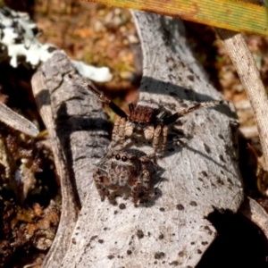 Maratus vespertilio at Throsby, ACT - 22 Oct 2021