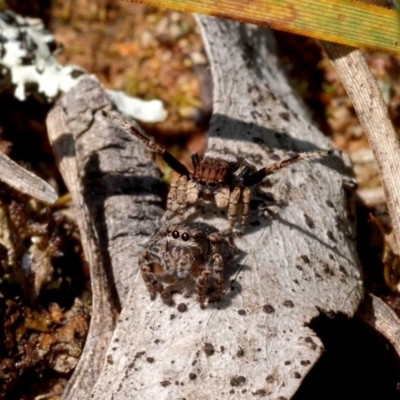 Maratus vespertilio (Bat-like peacock spider) at Mulligans Flat - 22 Oct 2021 by DPRees125