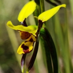 Diuris sulphurea at Stromlo, ACT - 22 Oct 2021