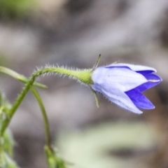 Wahlenbergia stricta subsp. stricta (Tall Bluebell) at The Pinnacle - 22 Oct 2021 by AlisonMilton