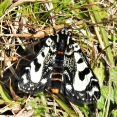 Agaristodes feisthamelii (A day flying noctuid moth) at Mount Clear, ACT - 21 Oct 2021 by JohnBundock