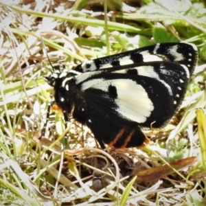 Agaristodes feisthamelii at Mount Clear, ACT - 22 Oct 2021