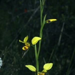 Diuris sulphurea at Bruce, ACT - suppressed