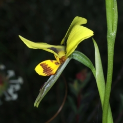 Diuris sulphurea at Bruce, ACT - suppressed