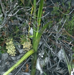 Diuris sulphurea at Bruce, ACT - suppressed