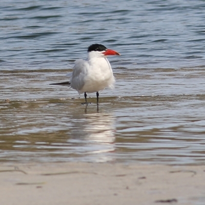 Hydroprogne caspia (Caspian Tern) at Nyerimilang, VIC - 13 Sep 2019 by KylieWaldon