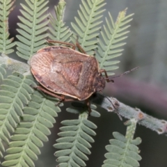 Dictyotus caenosus (Brown Shield Bug) at The Pinnacle - 21 Oct 2021 by AlisonMilton