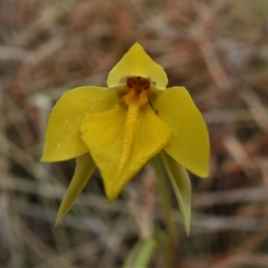 Diuris subalpina at Mount Clear, ACT - 22 Oct 2021