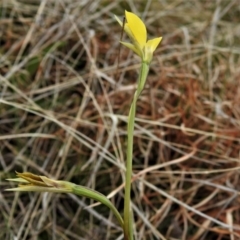 Diuris subalpina at Mount Clear, ACT - 22 Oct 2021