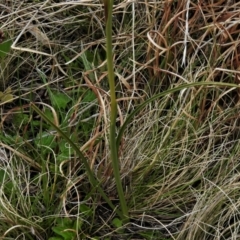 Diuris subalpina at Mount Clear, ACT - 22 Oct 2021