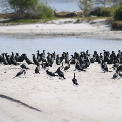 Phalacrocorax sulcirostris (Little Black Cormorant) at Nyerimilang, VIC - 13 Sep 2019 by KylieWaldon