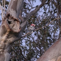 Eolophus roseicapilla (Galah) at O'Connor Ridge to Gungahlin Grasslands - 24 Sep 2021 by Rixon