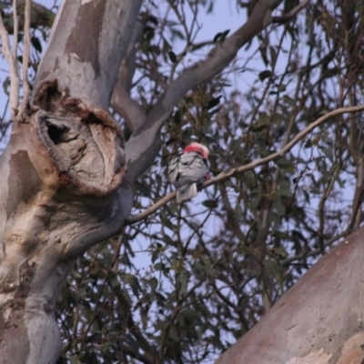 Eolophus roseicapilla (Galah) at Kaleen, ACT - 24 Sep 2021 by Rixon