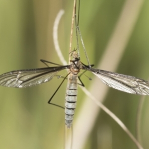 Geranomyia sp. (genus) at Hawker, ACT - 22 Oct 2021