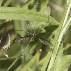 Geranomyia sp. (genus) at Hawker, ACT - 22 Oct 2021