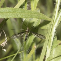 Geranomyia sp. (genus) at Hawker, ACT - 22 Oct 2021