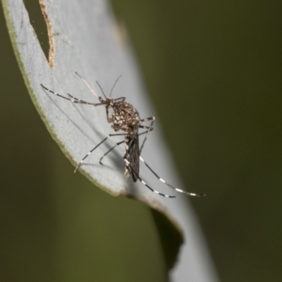 Aedes sp. (genus) (Mosquito) at Hawker, ACT - 22 Oct 2021 by AlisonMilton