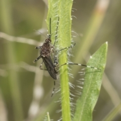 Aedes sp. (genus) at Hawker, ACT - 22 Oct 2021 10:55 AM