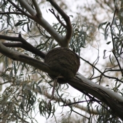 Corcorax melanorhamphos (White-winged Chough) at Kaleen, ACT - 25 Sep 2021 by Rixon