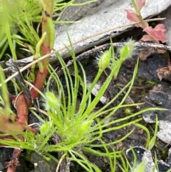 Centrolepis strigosa (Hairy Centrolepis) at Symonston, ACT - 21 Oct 2021 by JaneR