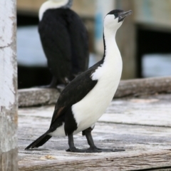 Phalacrocorax fuscescens (Black-faced Cormorant) at Boole Poole, VIC - 13 Sep 2019 by KylieWaldon