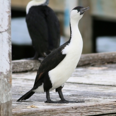 Phalacrocorax fuscescens (Black-faced Cormorant) at Boole Poole, VIC - 13 Sep 2019 by KylieWaldon