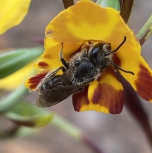 Lasioglossum (Chilalictus) lanarium at Jerrabomberra, NSW - 22 Oct 2021