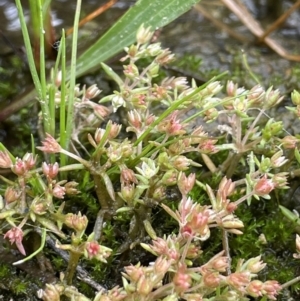 Crassula decumbens var. decumbens at Jerrabomberra, ACT - 21 Oct 2021