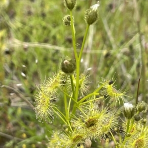 Drosera gunniana at Symonston, ACT - 21 Oct 2021