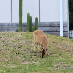 Unidentified Deer at Boole Poole, VIC - 13 Sep 2019 by KylieWaldon