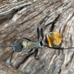 Polyrhachis ammon (Golden-spined Ant, Golden Ant) at Mount Jerrabomberra - 22 Oct 2021 by SteveBorkowskis