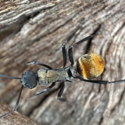 Polyrhachis ammon (Golden-spined Ant, Golden Ant) at Mount Jerrabomberra - 22 Oct 2021 by SteveBorkowskis