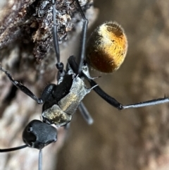 Polyrhachis ammon at Jerrabomberra, NSW - 22 Oct 2021