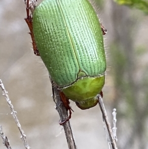 Xylonichus eucalypti at Cotter River, ACT - 22 Oct 2021 03:15 PM