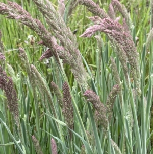 Holcus lanatus at Symonston, ACT - 21 Oct 2021