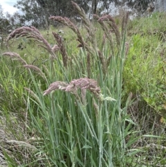 Holcus lanatus at Symonston, ACT - 21 Oct 2021