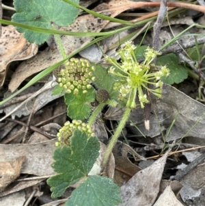 Hydrocotyle laxiflora at Jerrabomberra, ACT - 21 Oct 2021 03:06 PM