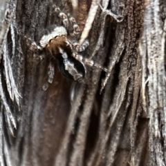 Euophryinae sp. (Mr Stripey) undescribed (Mr Stripey) at Mount Jerrabomberra - 22 Oct 2021 by Steve_Bok