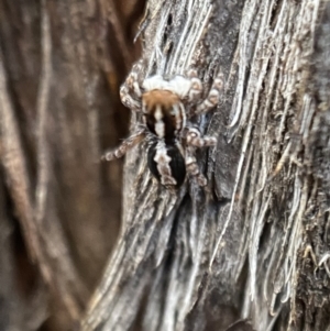 Euophryinae sp. (Mr Stripey) undescribed at Jerrabomberra, NSW - 22 Oct 2021