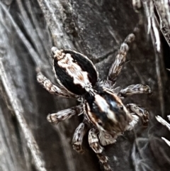 Euophryinae sp. (Mr Stripey) undescribed at Jerrabomberra, NSW - 22 Oct 2021