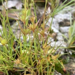 Juncus capitatus at Jerrabomberra, ACT - 21 Oct 2021 02:43 PM