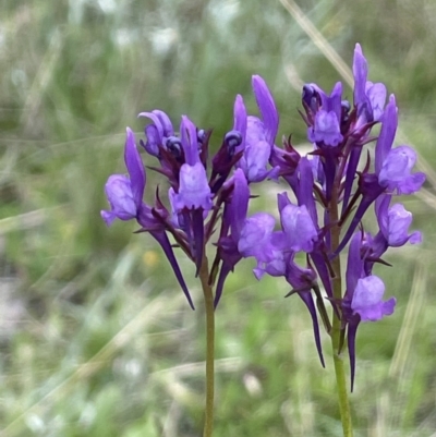 Linaria pelisseriana (Pelisser's Toadflax) at Jerrabomberra, ACT - 21 Oct 2021 by JaneR