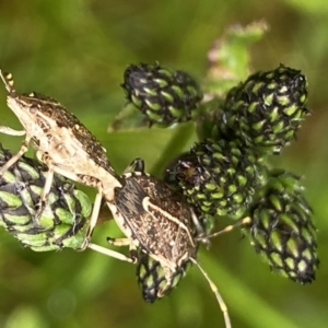 Dictyotus conspicuus at Paddys River, ACT - 22 Oct 2021