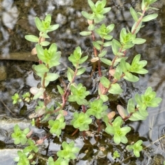 Lythrum hyssopifolia (Small Loosestrife) at Jerrabomberra, ACT - 21 Oct 2021 by JaneR