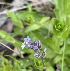 Myosotis discolor at Jerrabomberra, ACT - 21 Oct 2021