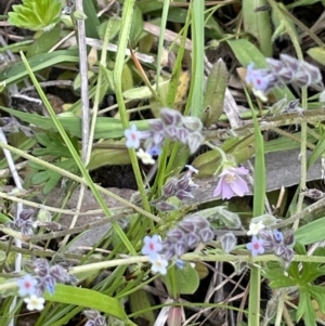 Myosotis discolor at Jerrabomberra, ACT - 21 Oct 2021