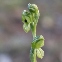 Hymenochilus bicolor (ACT) = Pterostylis bicolor (NSW) (Black-tip Greenhood) at Watson, ACT - 20 Oct 2021 by Sarah2019