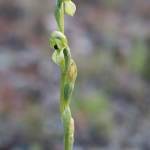 Hymenochilus bicolor (ACT) = Pterostylis bicolor (NSW) at Watson, ACT - suppressed